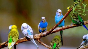 Волнистые попугайчики 3 часа веселого пения.mp4