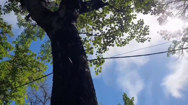 Азов. Из серебристого тополя растет каштан_The city of Azov. A chestnut grows from a silvery poplar смотреть онлайн