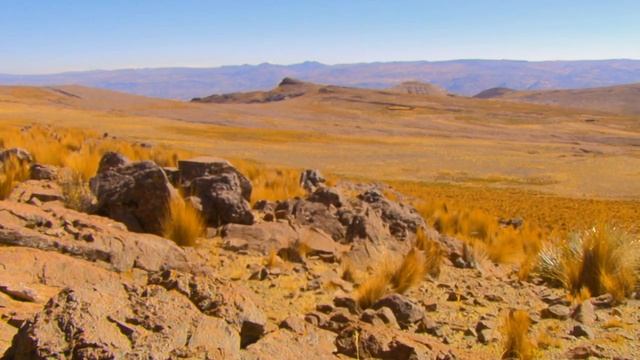 Vicuña – The Golden Fleece