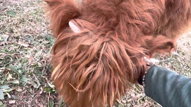 Mini Scottish Highland Cows!!