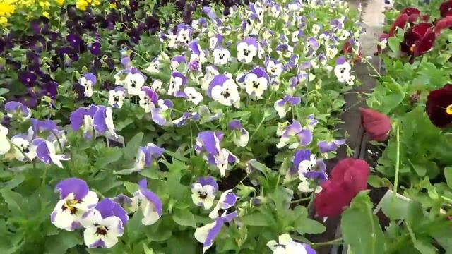 Pansy смотреть онлайн