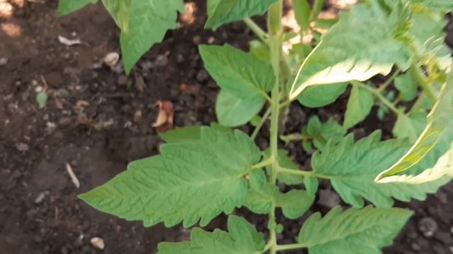 Томатов в 1.5 раза больше. Посадите рядом ЭТИ растения помощники Увеличиваем урожай томатов в грунт смотреть онлайн