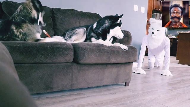 Хозяин хасок надел маску собаки и решил разыграть своих питомцев. Смешная реакция собак смотреть онлайн