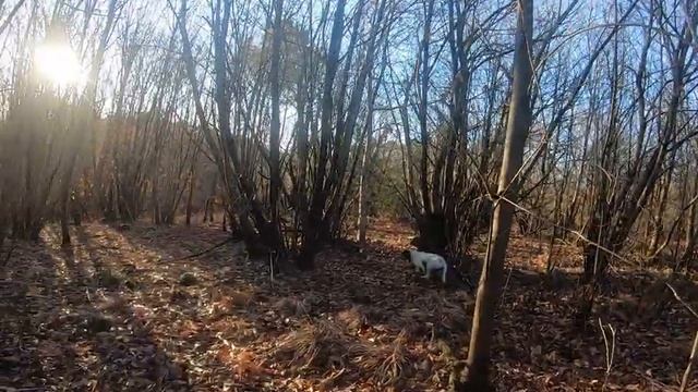 setter anglais sur becasse Landes 9 janv 2020 смотреть онлайн