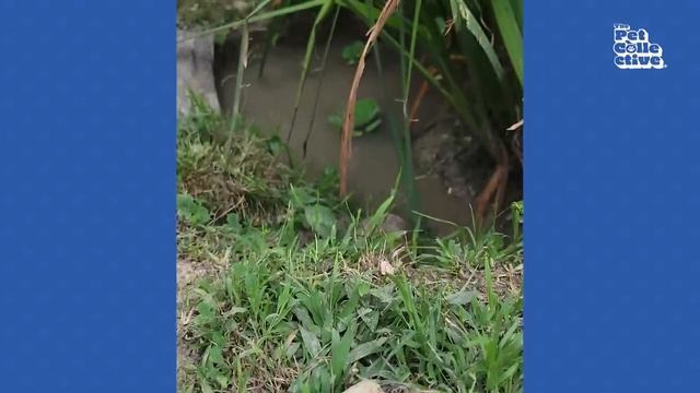 FUNNY Pet Fails ? 20 Minutes - BEST Animal Compilation
#animals #cuteanimals