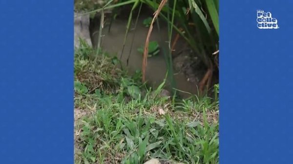 FUNNY Pet Fails ? 20 Minutes - BEST Animal Compilation
#animals #cuteanimals