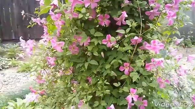 Клематис Краковяк в августе смотреть онлайн