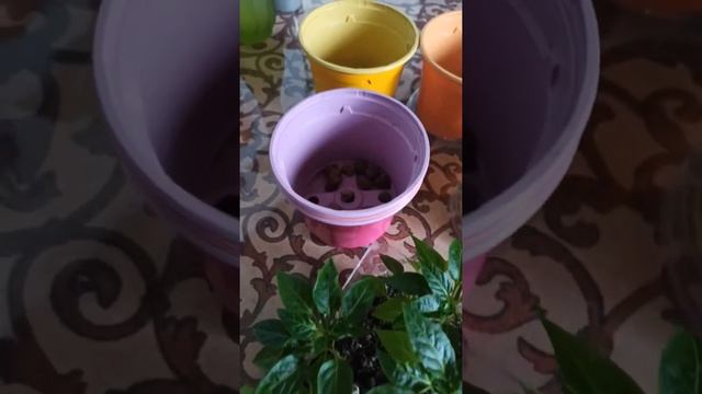 Перец Медуза из семечки #shorts смотреть онлайн