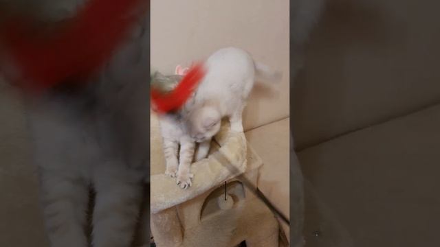 Котята британские: голубое золото и серебристая шиншилла смотреть онлайн