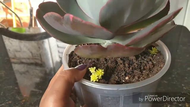 😍😍 Echeveria Mauna loa Meu Sonho 😍😍 смотреть онлайн