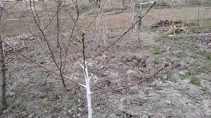 Обрезка однолетнего персика - формировка чаша