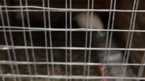 ПЕРЕПЕЛЫ зимой на улице! Что с перепелами зимой? Выживут ли перепелы зиму? | Дневник птицевода №12