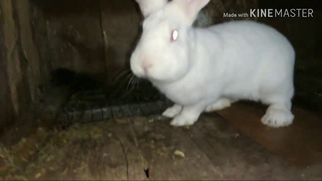 Первое овоскопирование и покрываем упёртую крольчиху 🥚🐣🐤🐥 смотреть онлайн