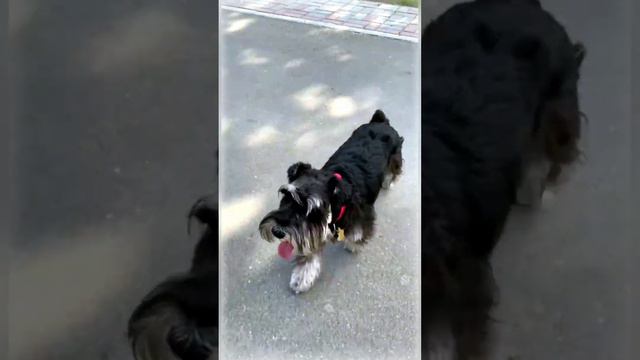 Дори на велопрогулке 🐕☀️ смотреть онлайн