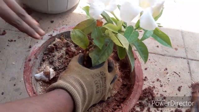 How to take care of Mandevilla/Dipladenia or the Rock Trumpet plant смотреть онлайн