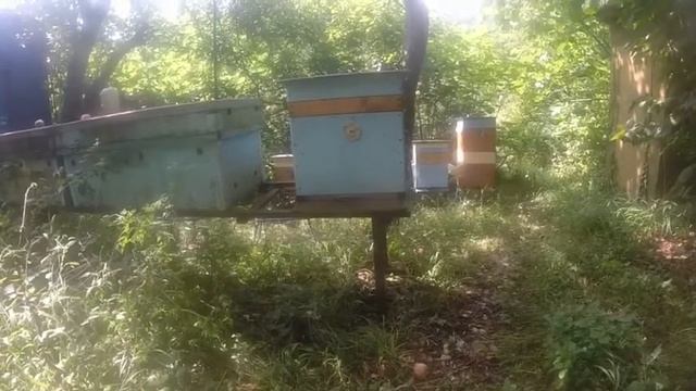 использование аммиачной селитры в пчеловодстве смотреть онлайн