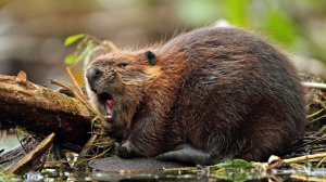 звуки бобер #звук один