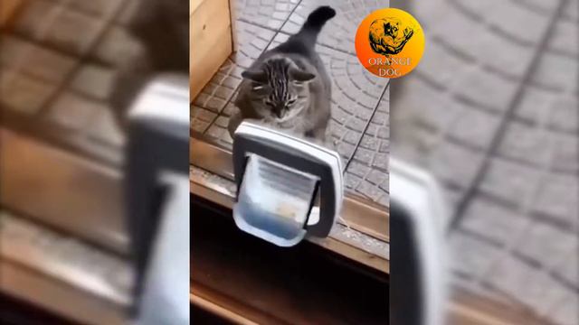 Когда не кормил кота уже 3 минуты / When I haven't fed the cat for 3 minutes 2021 смотреть онлайн