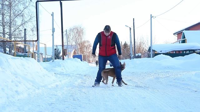 Дрессировка собак в Самаре Кинолог Зоогостиница Передержка смотреть онлайн