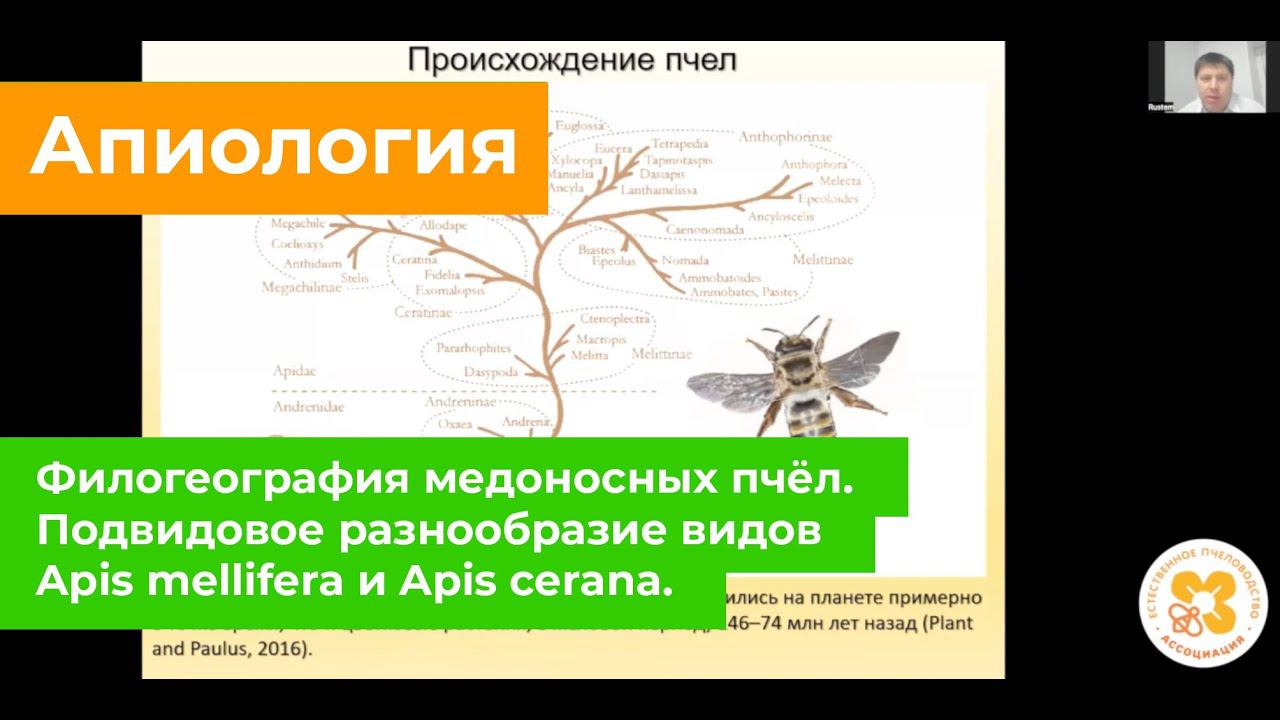 Филогеография медоносных пчёл. Подвидовое разнообразие видов Apis Mellifera и Apis Cerana.