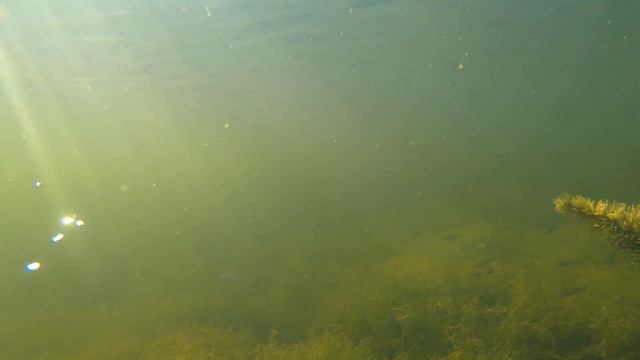 Подводная Охота в Чикино смотреть онлайн