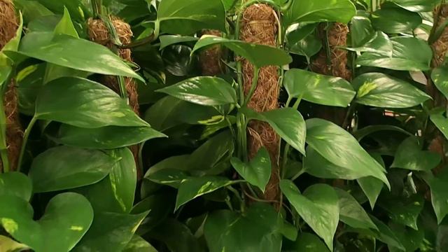 Epipremnum Pinnatum ´Aureum´