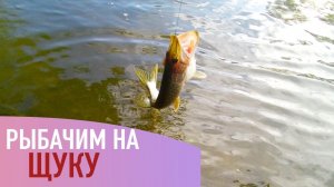 Рыбалка на щуку. Летние жерлицы.