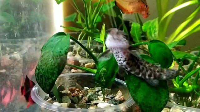 Установка аквариумов на стелаж, рост всех растений смотреть онлайн