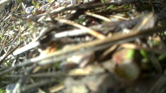 Cat with GoPro eating a lizard! смотреть онлайн