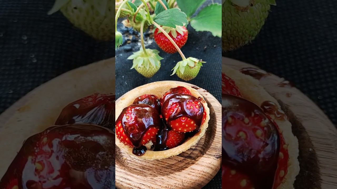 Клубника в шоколаде, перекус на грядке #клубника #cooking #fruit