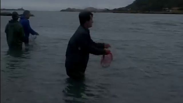 Bottlenose Dolphins in Laguna Requesting a Throw Net смотреть онлайн