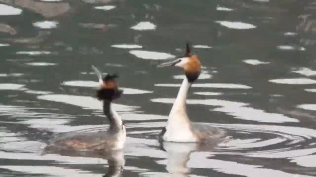 Чомга (ухаживание) (Podiceps cristatus) смотреть онлайн