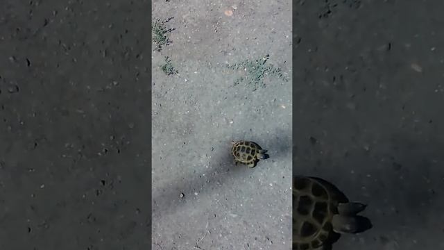 Черепаха бегает !!! смотреть онлайн