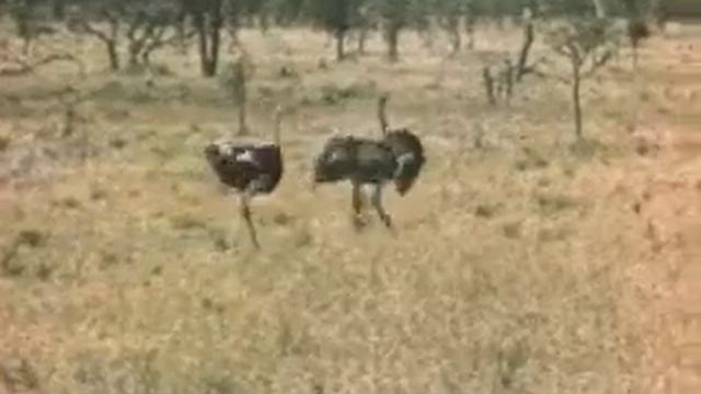 Страусы смотреть онлайн