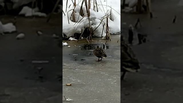 серая шейка 2 смотреть онлайн