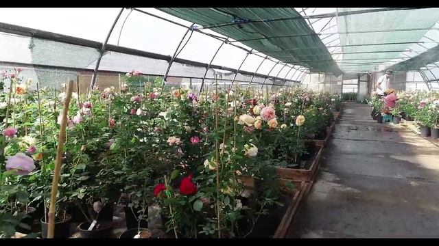 Большая виртуальная прогулка по садовому центру_.mp4 смотреть онлайн