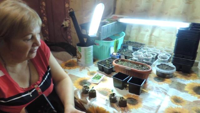 Огурцы взошли! Что делаем дальше? смотреть онлайн