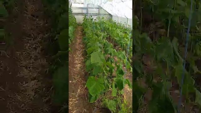 Огурец букетного типа сорт 35-06 семинис смотреть онлайн
