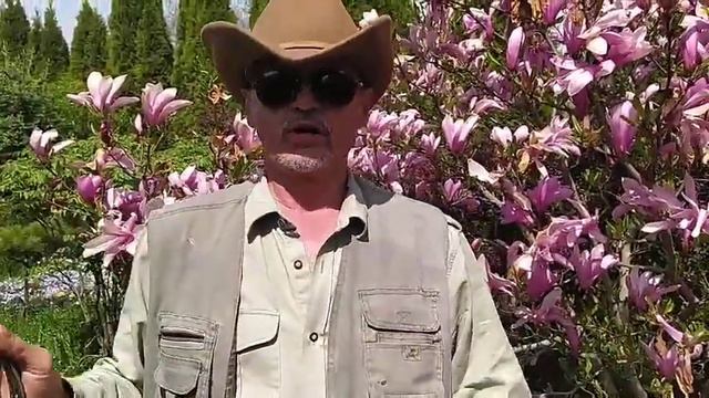 Как ухаживать за магнолией консультации