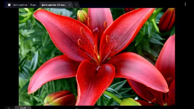 Самые красивые цветы смотреть онлайн