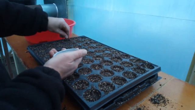 Посев салата в кассету на рассаду. Простой и проверенный способ. смотреть онлайн