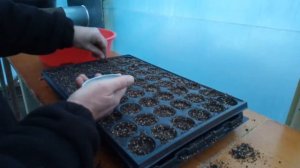 Посев салата в кассету на рассаду. Простой и проверенный способ.