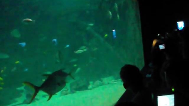 Океанариум Адлер. Кормление акулы. смотреть онлайн