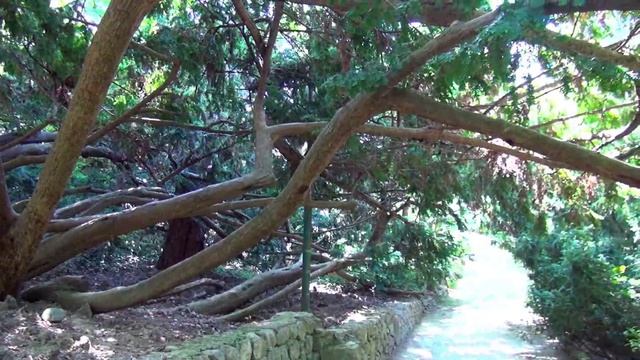 Никитский ботанический сад, пос.Никита, Крым смотреть онлайн