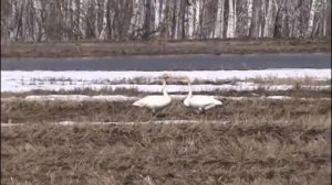 Посмотри как хорош, край в котором ты живешь.