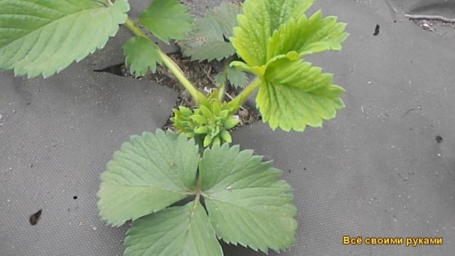 Клубника.Чем Подкормить во Время Цветения? смотреть онлайн