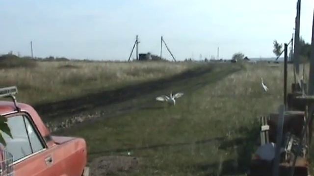 Гуси летают смотреть онлайн