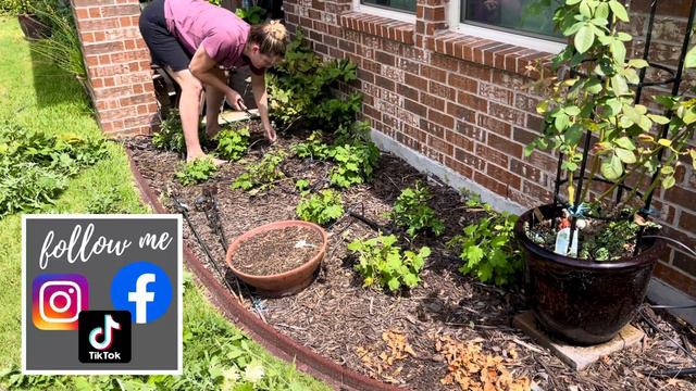 How I Get The BEST Fall Mums 🍁🍂🍃 || Pruning & Fertilizing Mums || Heirloom Chrysanthemums смотреть онлайн
