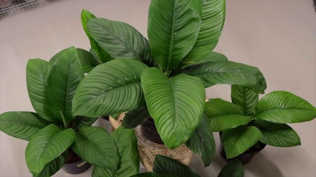 Folha Plant Shop - Spathiphyllum Sensation смотреть онлайн