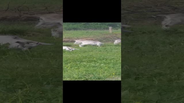 Весна-молодняк на зелёной травке на лугу вместе с мамой.